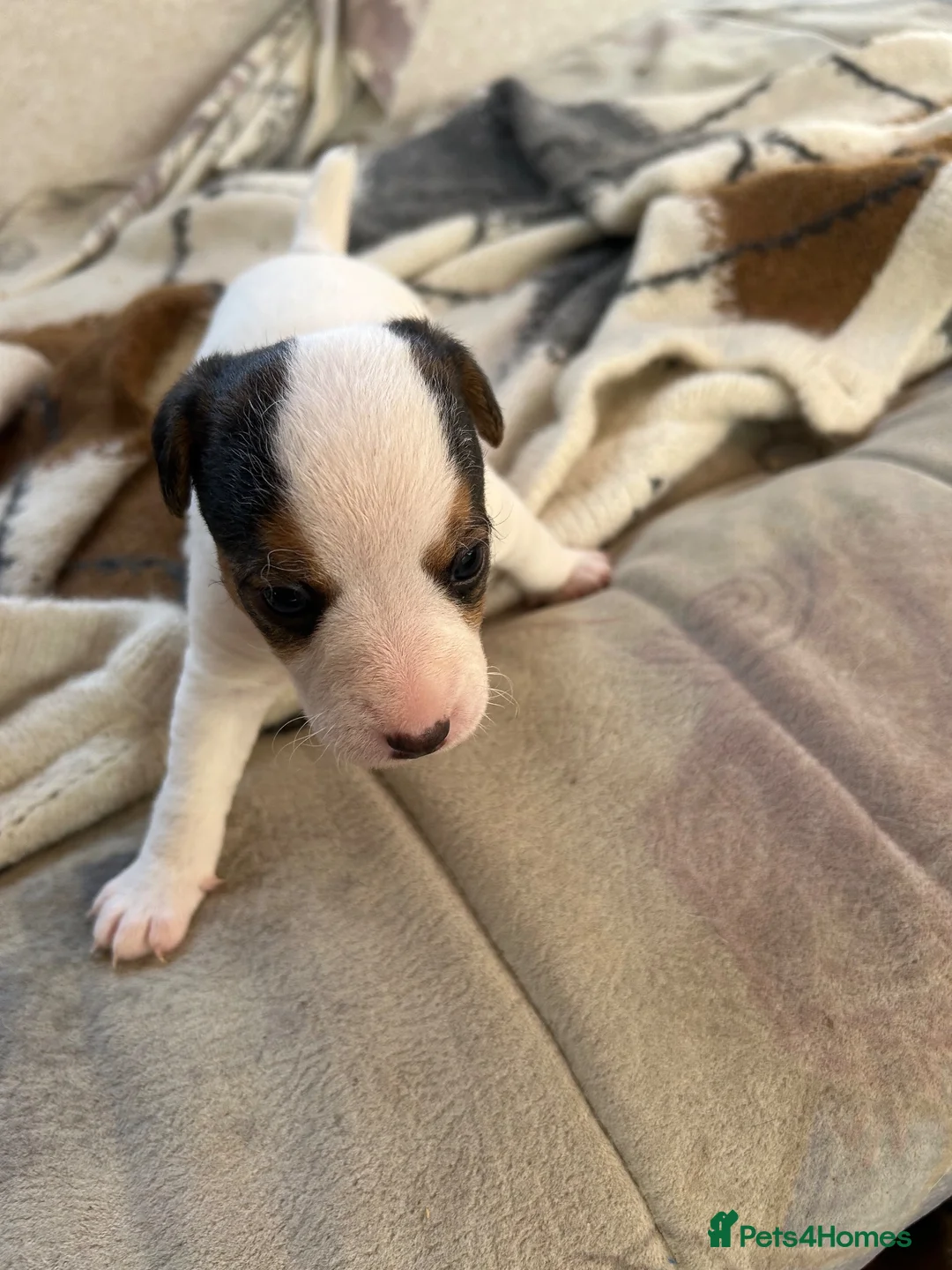 Mixed Breed dogs for sale: Puppies Lakeland x Patterdale in Bury Saint Edmunds - Advert 2