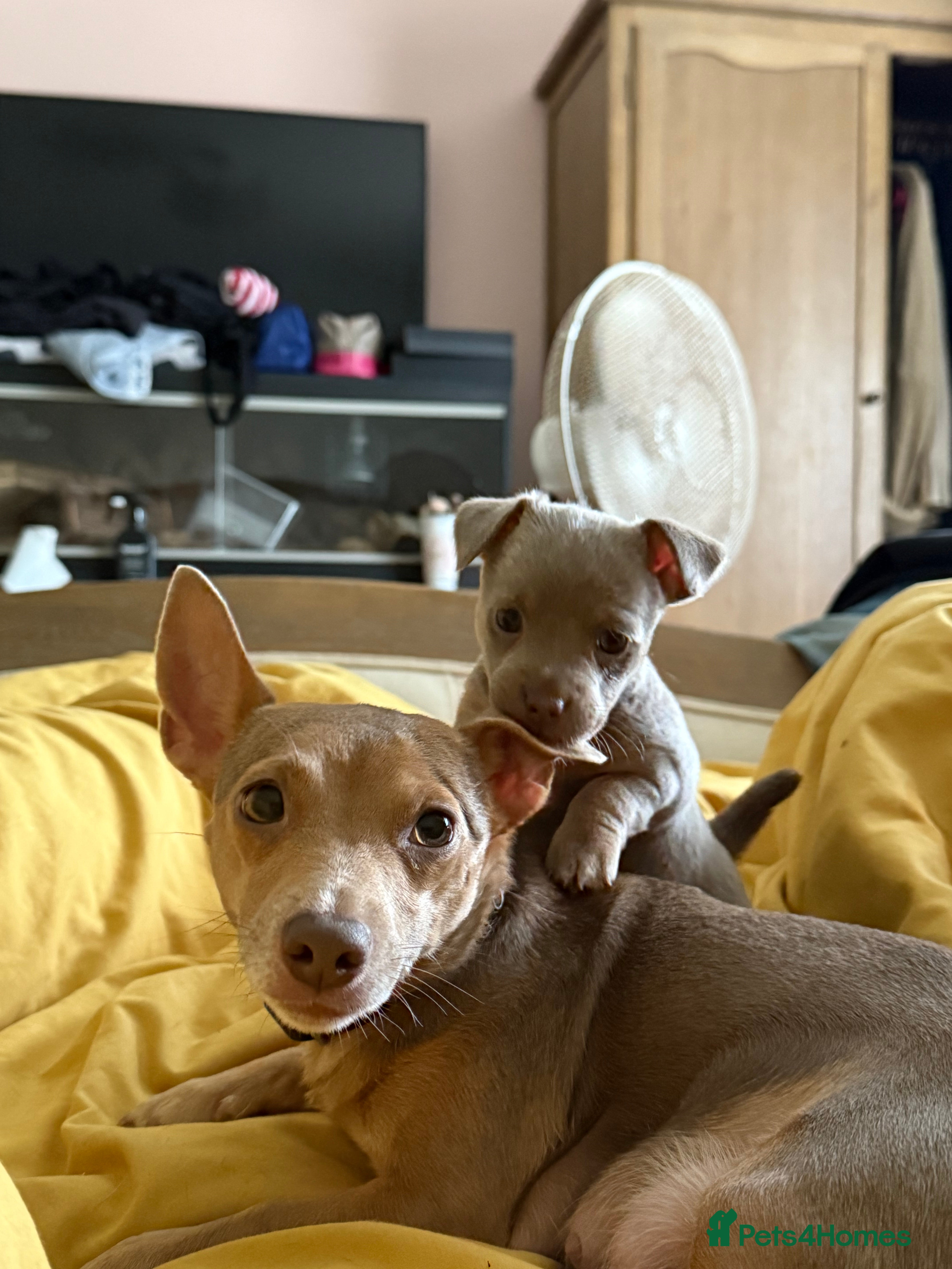 Jack Russell dogs Wenlock JRT Lilac Bitch (Last one left)  - Advert 7