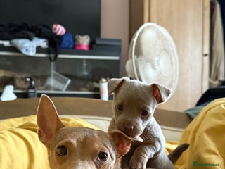 Jack Russell dogs Wenlock JRT Lilac Bitch (Last one left) - Advert 3