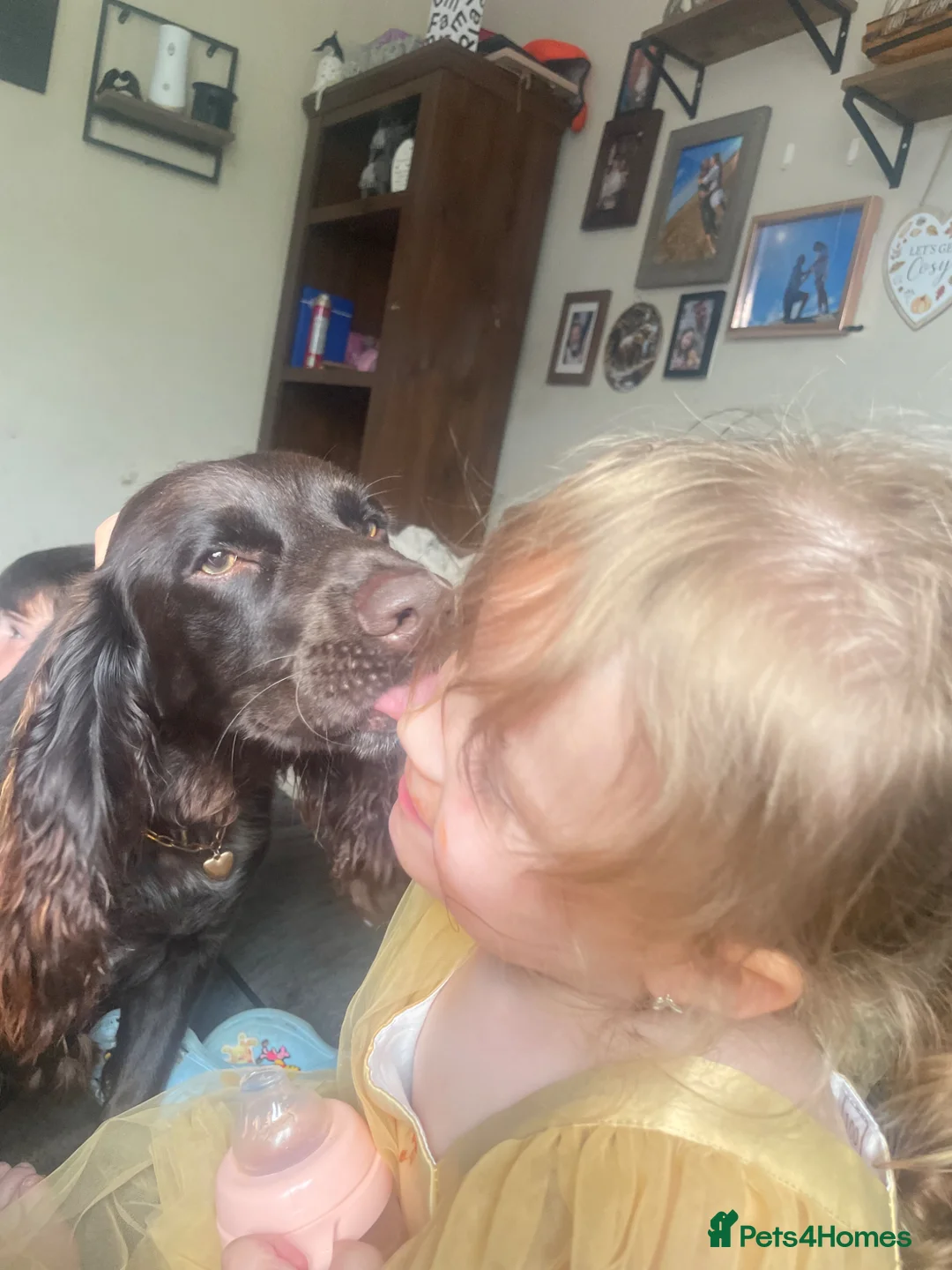 American Cocker Spaniel dogs for sale: Looking for a loving home in Hull - Advert 1
