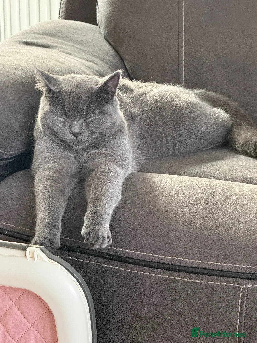 British Shorthair cats for sale: British shorthair kittens “READY NOW “ - Advert 2