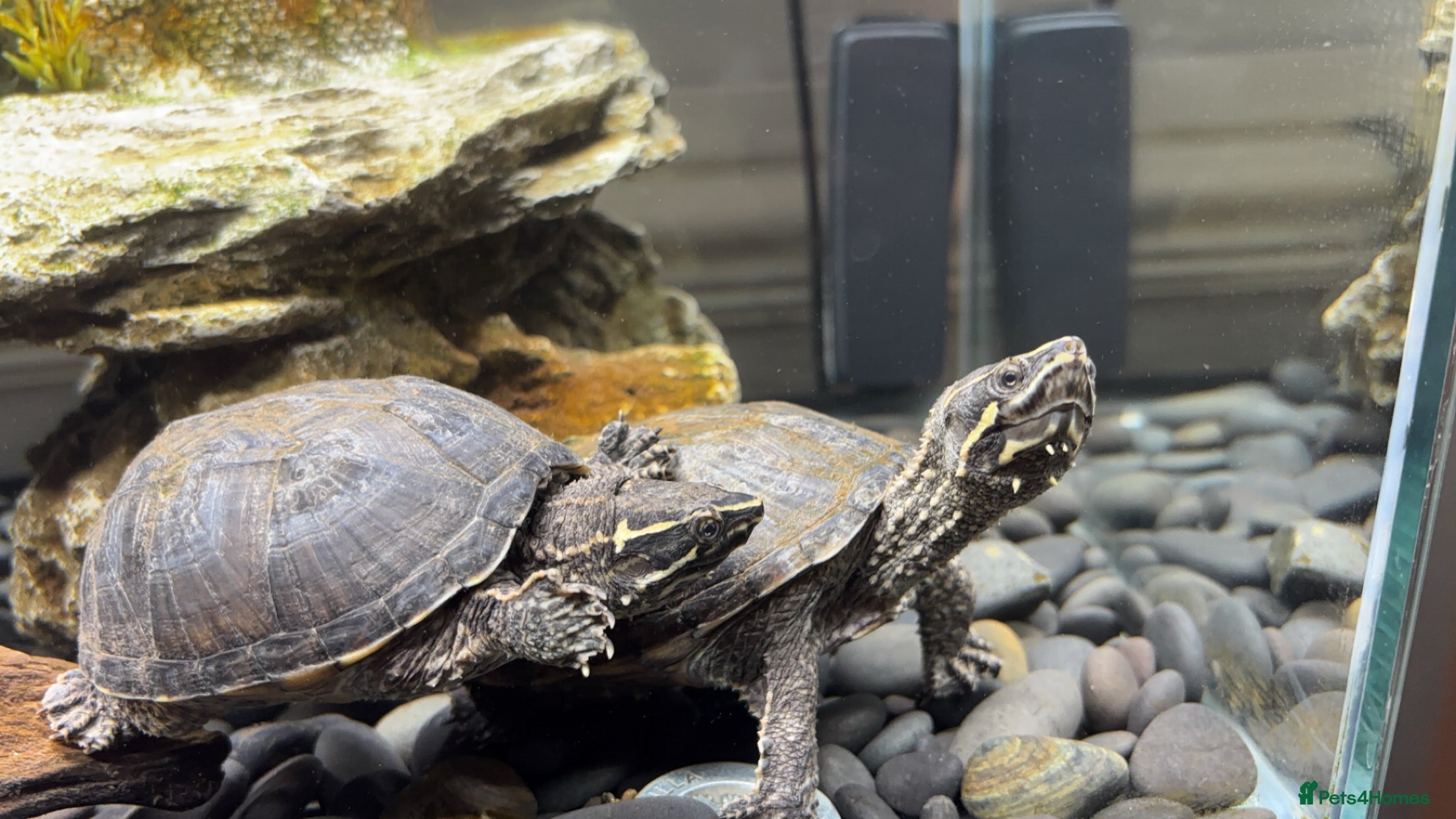 Turtle reptiles Musk Turtle - Advert 5