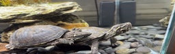 Turtle reptiles for sale: Musk Turtle - Advert 1