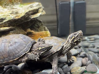 Turtle reptiles Musk Turtle - Advert 2