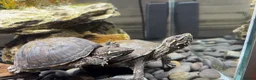 Turtle reptiles for sale: Musk Turtle - Advert 1