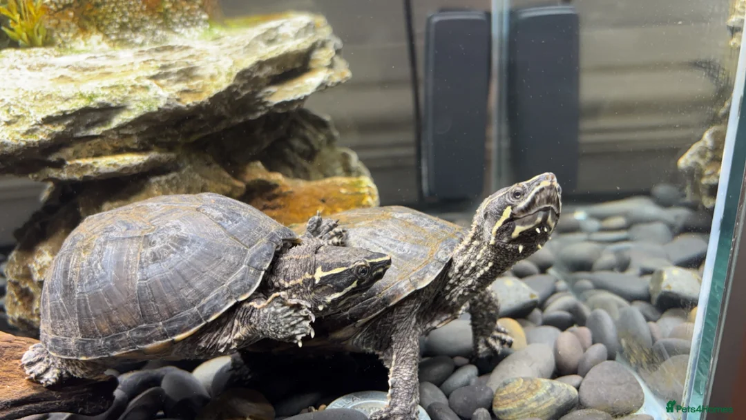 Turtle reptiles for sale: Musk Turtle - Advert 1