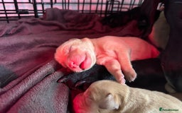 Labrador Retriever dogs for sale: KC registered Labrador Retriever puppies for sale - Image 8