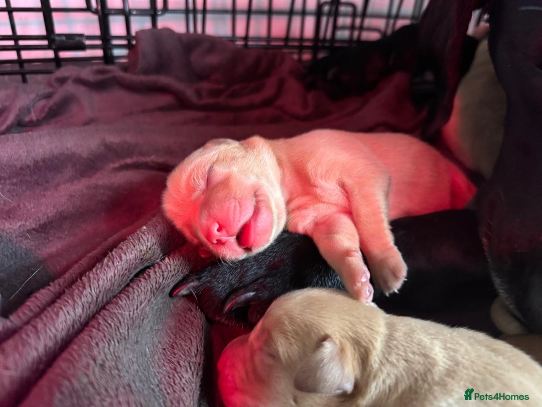 Labrador Retriever dogs for sale: KC registered Labrador Retriever puppies for sale - Image 8