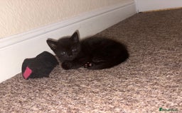 Mixed Breed cats for sale: Black Kittens - Image 9