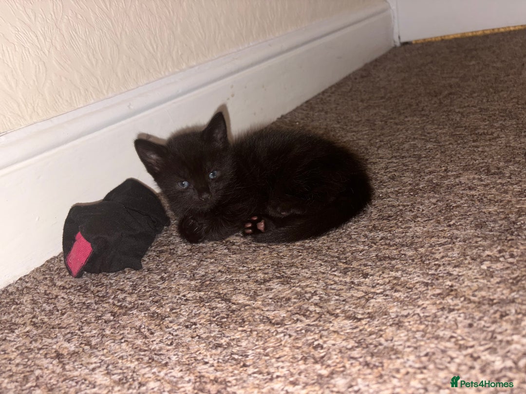 Mixed Breed cats for sale: Black Kittens - Image 9