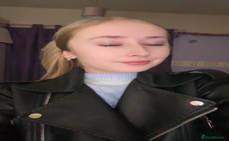 Birman cats Kittens  - Advert 1