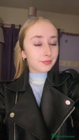 Birman cats Kittens - Advert 1