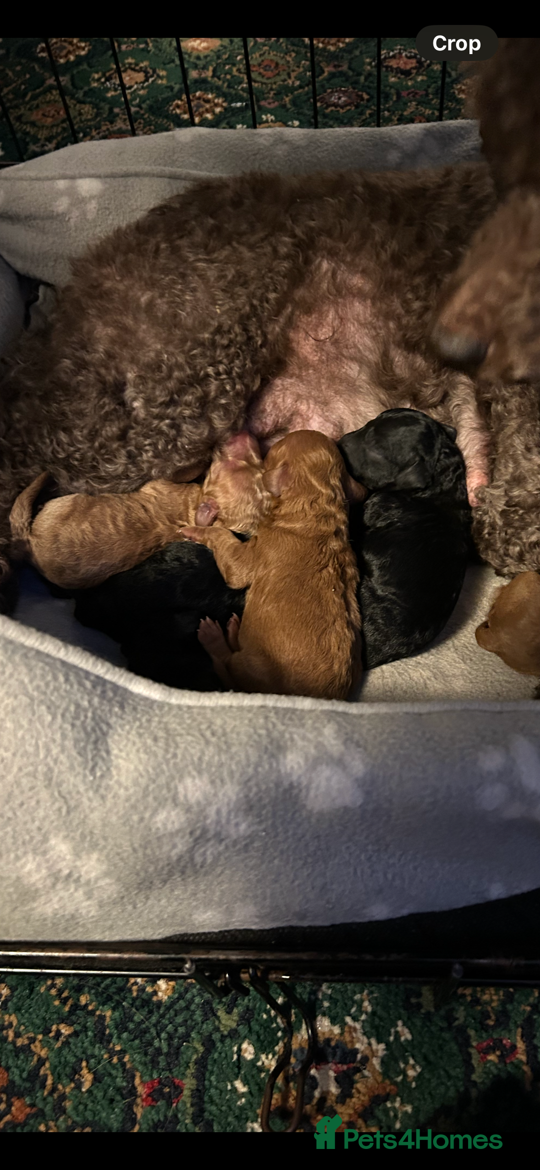 Mixed Breed dogs for sale: Mini/toy poodle puppies  - Image 6