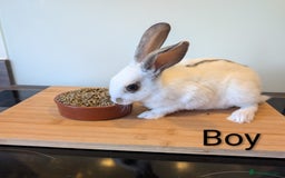 Mixed Breed rabbits for sale: Lots of bunnies for sale  - Image 1