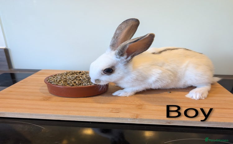 Mixed Breed rabbits - Advert 2