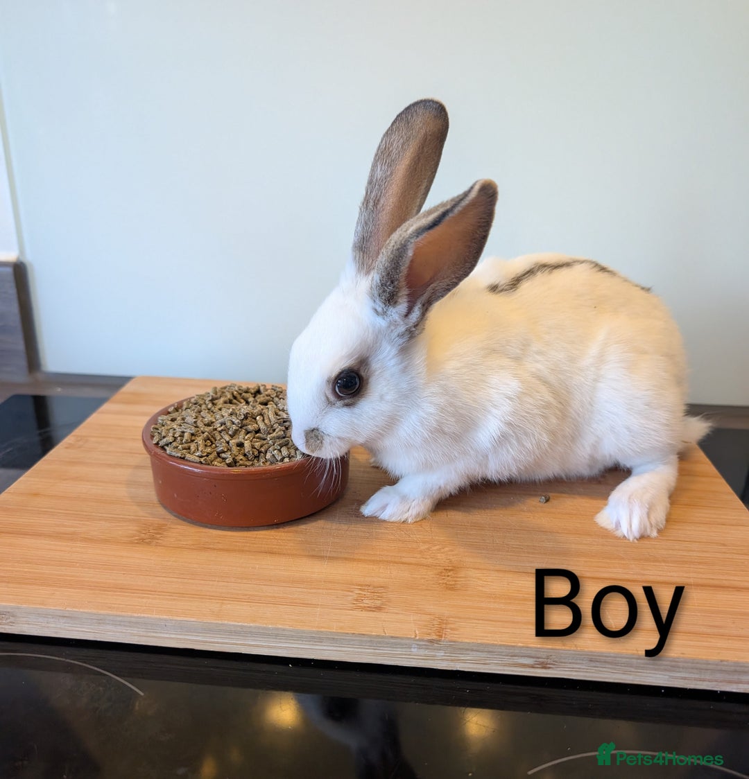 Mixed Breed rabbits for sale: Lots of bunnies for sale  - Image 1