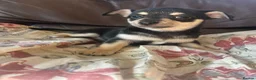 Chihuahua dogs for sale: 5 Beautiful Chihuahua Puppies For Sale  - Advert 27