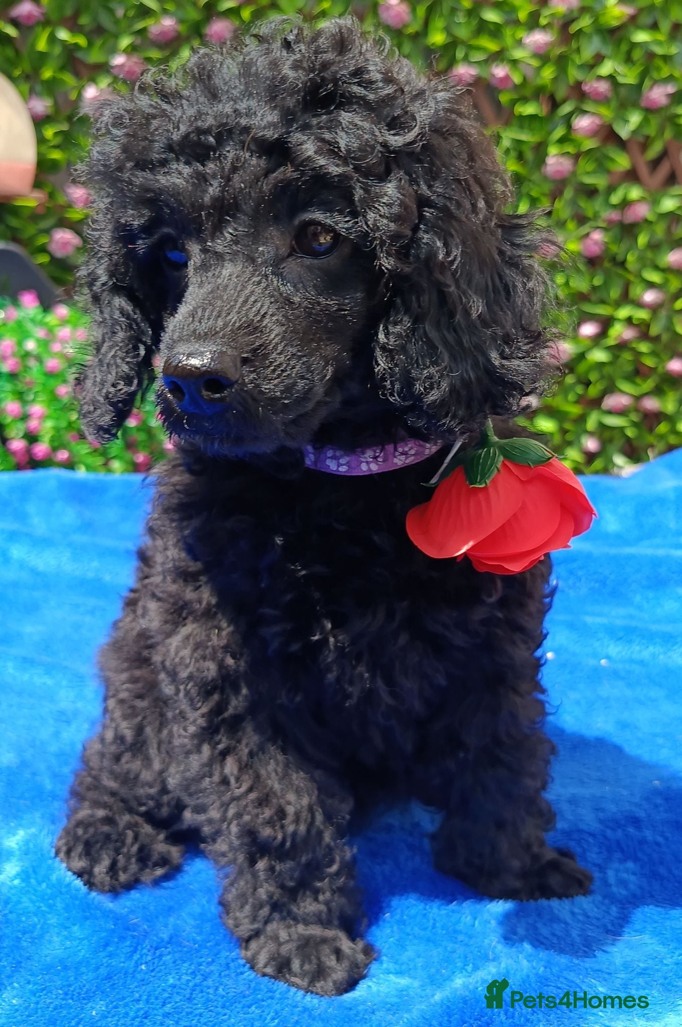 Toy Poodle dogs READY NOW HEALTH TESTED TOY POODLES KC REG  - Advert 2