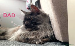 Maine Coon cats for sale: SHOW QUALITY MAINE COON KITTENS  - Image 19