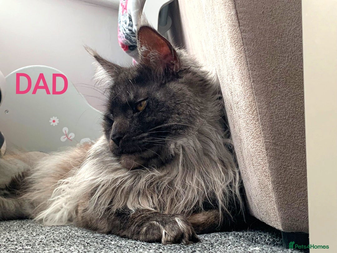 Maine Coon cats for sale: SHOW QUALITY MAINE COON KITTENS  - Image 19
