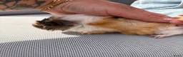 Guinea Pig rodents for sale: RESERVED 5 baby guinea pigs available 21st June - Advert 2