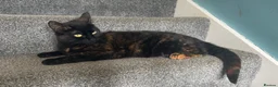 Mixed Breed cats for sale: Beautiful tabby girl  - Advert 1