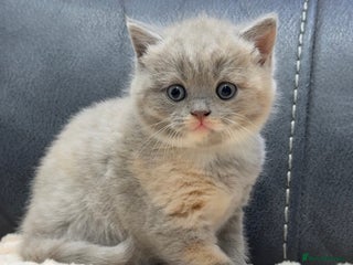 British Shorthair cats BSH KITTENS FOR SALE (price negotiable) - Advert 6