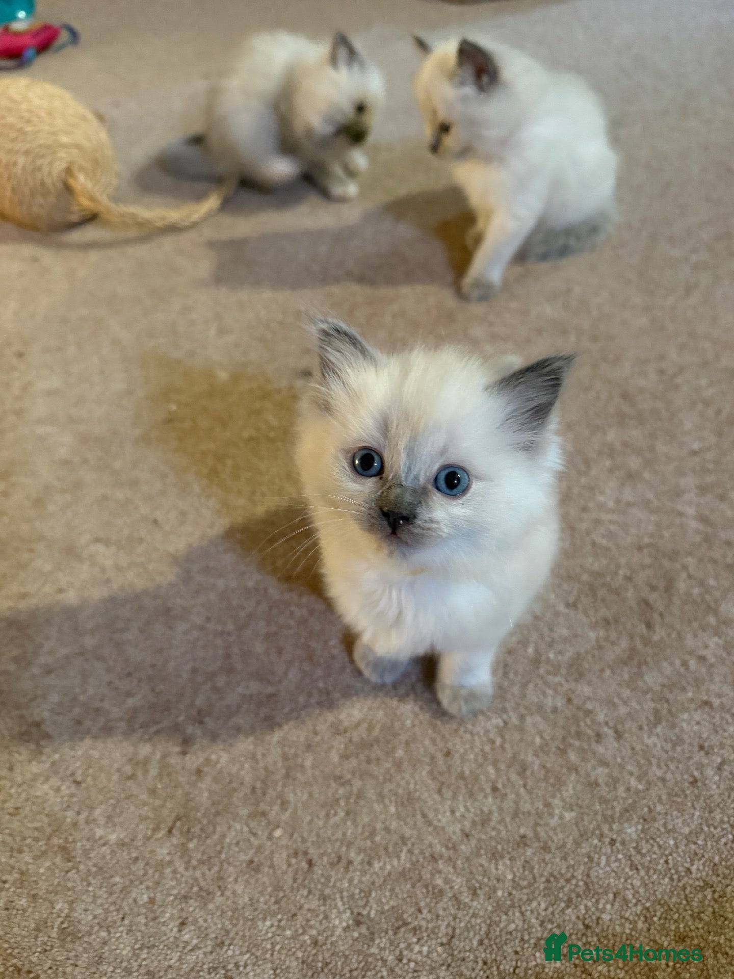 Ragdoll cats Pure Ragdolls Girl kittens - Advert 12