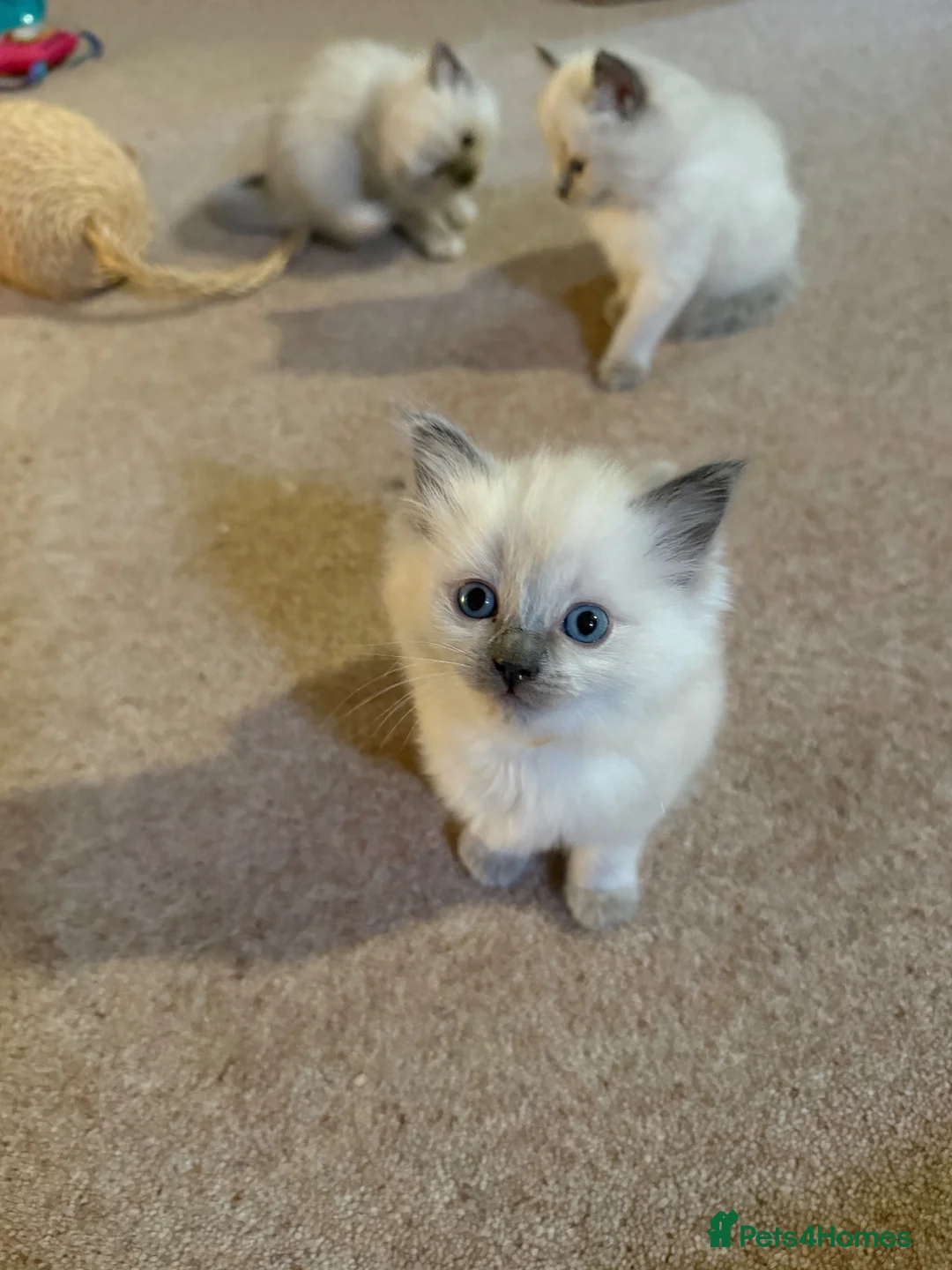 Ragdoll cats for sale: Pure Ragdolls Girl kittens - Advert 1