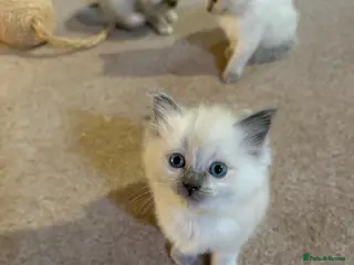 Ragdoll cats Pure Ragdolls Girl kittens - Advert 1