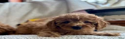 Miniature Poodle dogs for sale: Stunning pure miniature poodles  - Advert 6