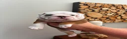 English Bulldog dogs for sale: Champion Sired KC Bulldog Puppies in Manchester - Advert 13
