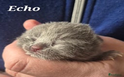 British Shorthair cats for sale: **Stunning TICA Registered Kittens** - Image 1