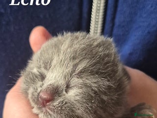 British Shorthair cats - Advert 33