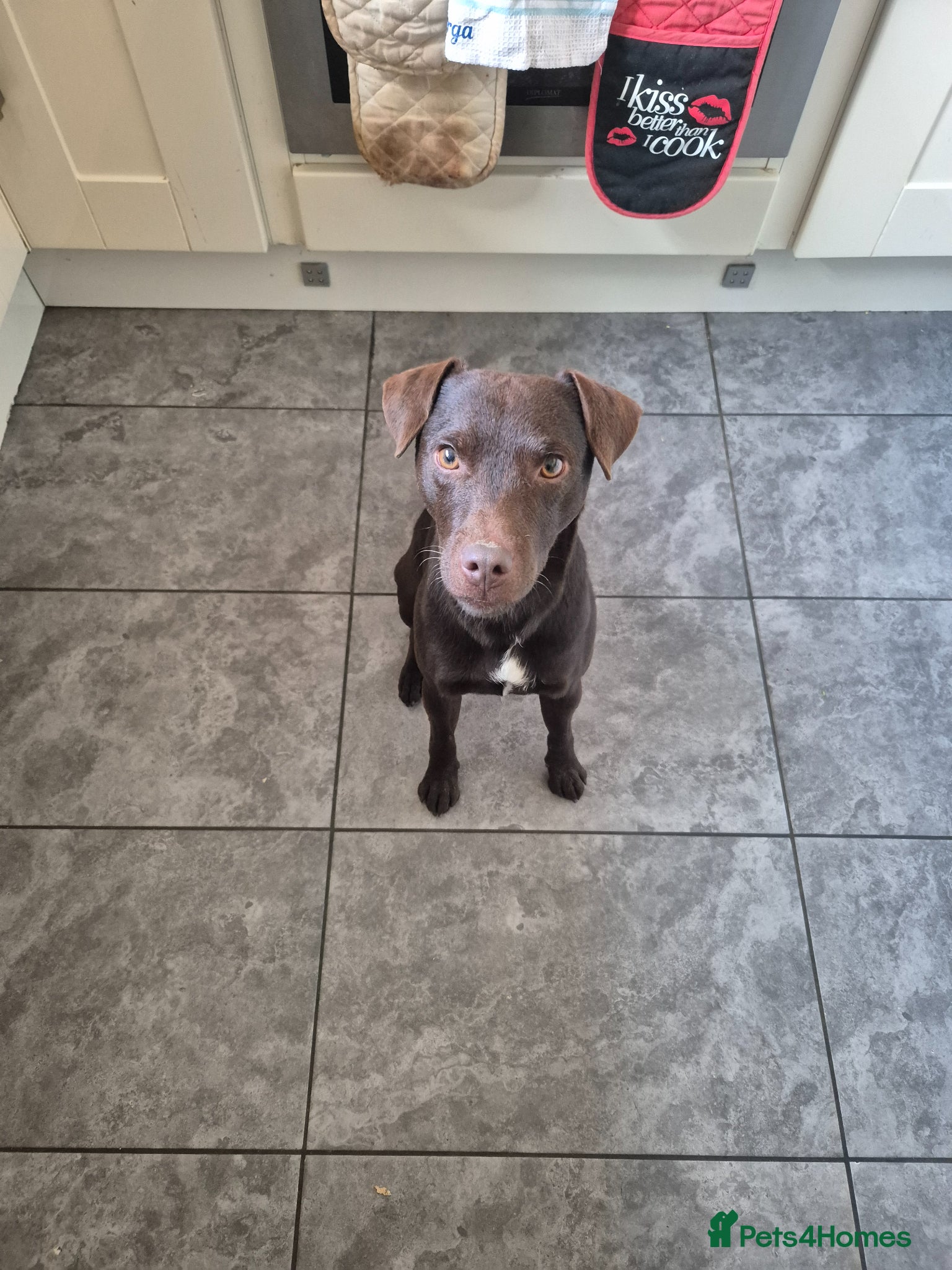 Patterdale Terrier dogs for stud: Ernie chocalate patterdale - Advert 7
