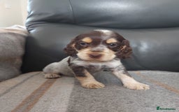Cocker Spaniel dogs for sale: 8 beautiful kc reg show cocker puppy for sale - Image 17