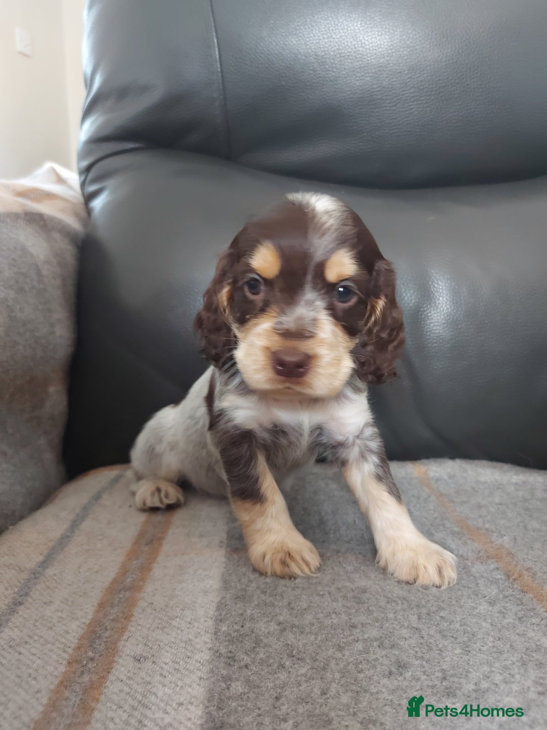 Cocker Spaniel dogs for sale: 8 beautiful kc reg show cocker puppy for sale - Image 17