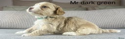 Maltipoo dogs for sale: F1b Maltipoo Mum. KC Maltese dad - Advert 5