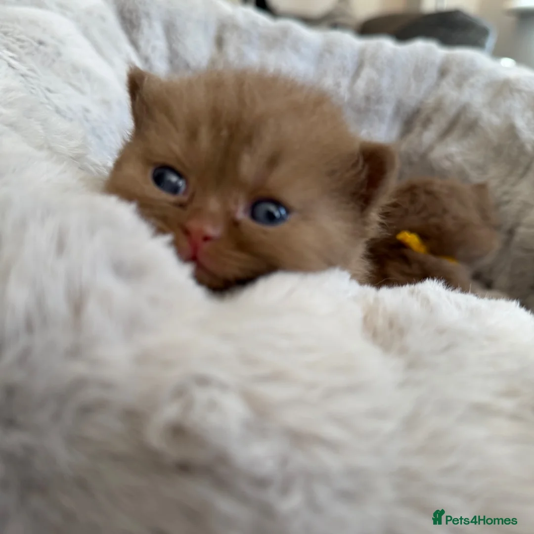 British Shorthair cats for sale: British shorthair  - Advert 5