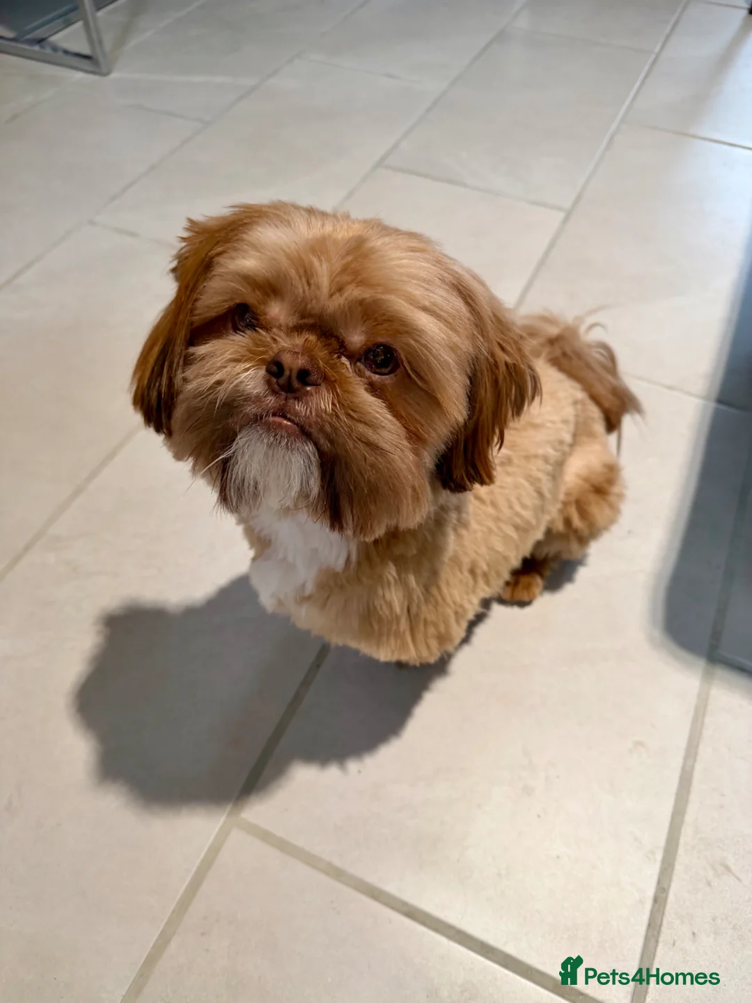 Shih Tzu dogs for stud: STUNNING KC REGISTERED STUD in Glasgow - Advert 2