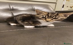 Maine Coon cats for sale: Tabby Maine coon x kittens. Ready to leave - Image 2