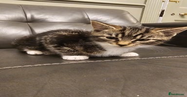 Maine Coon cats - Advert 5