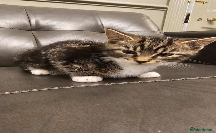 Maine Coon cats - Advert 7