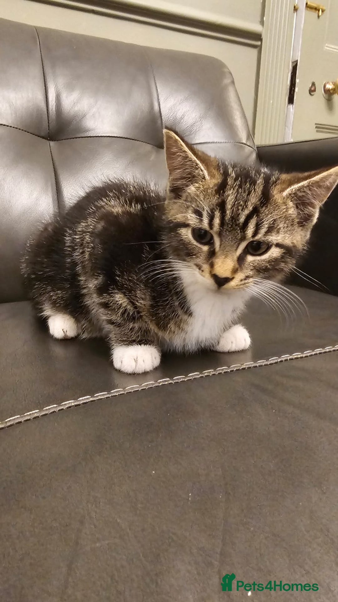 Maine Coon cats for sale: Tabby Maine coon x kittens. Ready to leave - Image 2