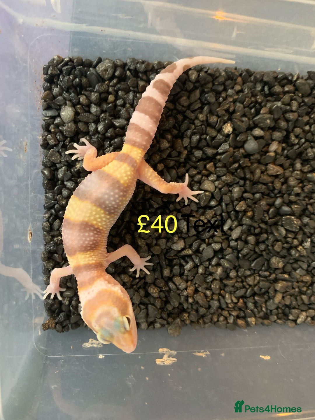 Leopard Gecko reptiles for sale: Leopard geckos cb25  - Image 4