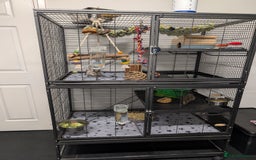 Degus rodents for sale: 2 female Pied Degu, cage/ full set up - Image 5