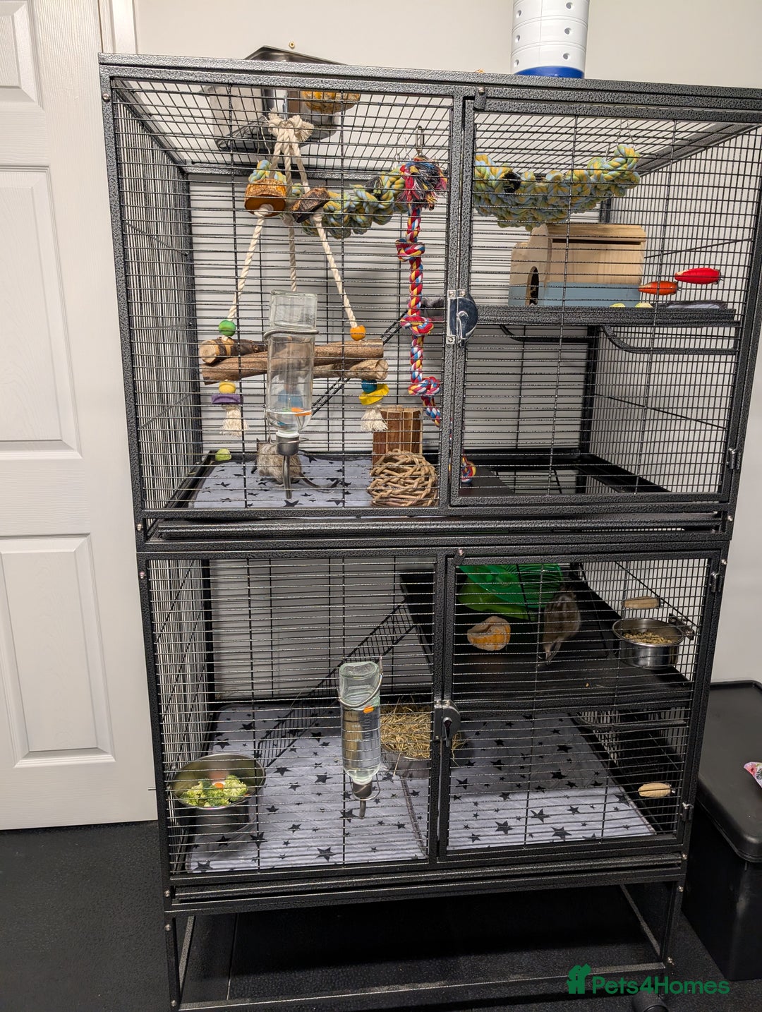 Degus rodents for sale: 2 female Pied Degu, cage/ full set up - Image 5