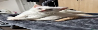 White shorthair straight girl
