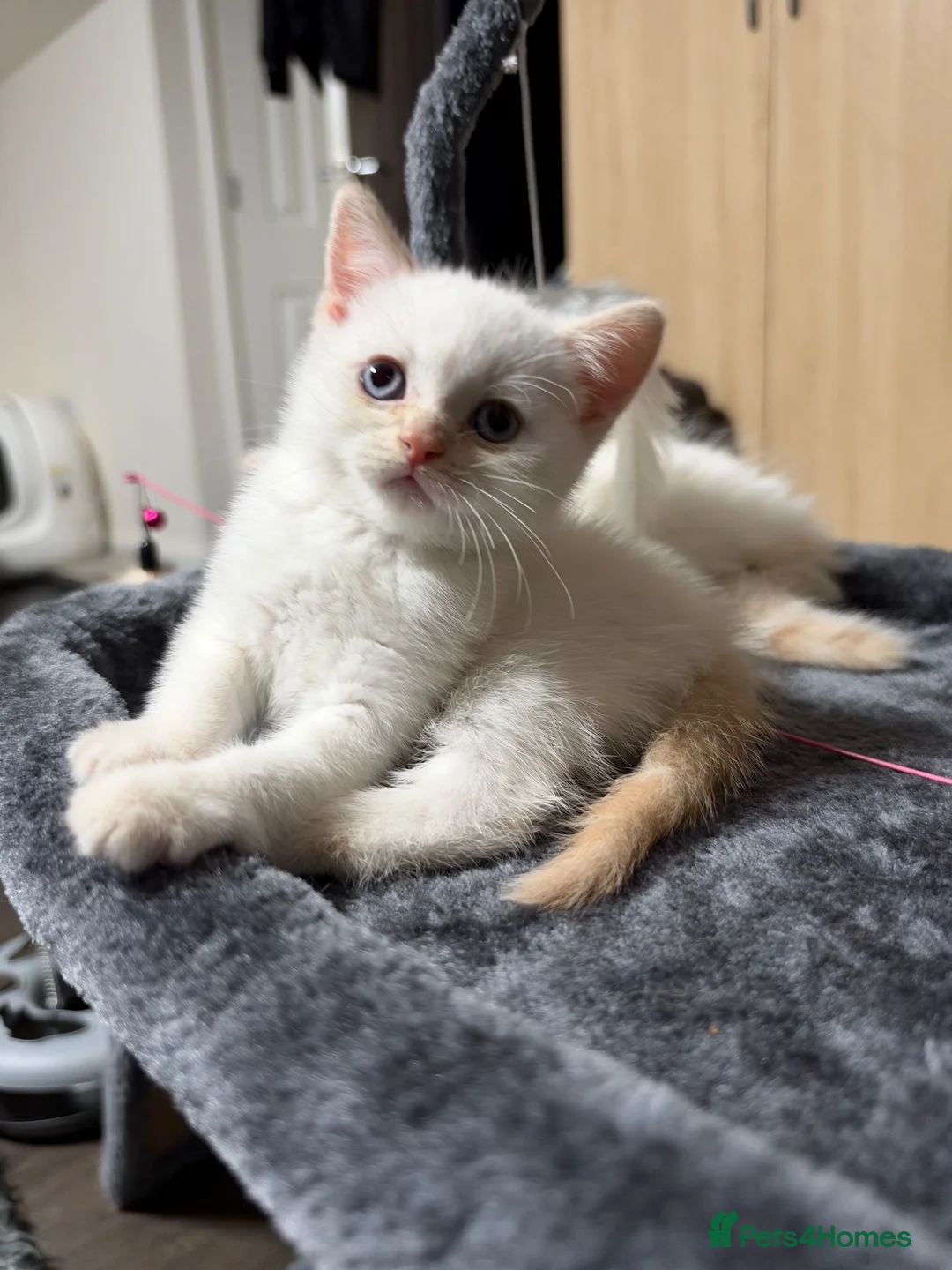 Scottish Fold cats for sale: Fold & Straight Kittens Looking for Loving Homes - Advert 23