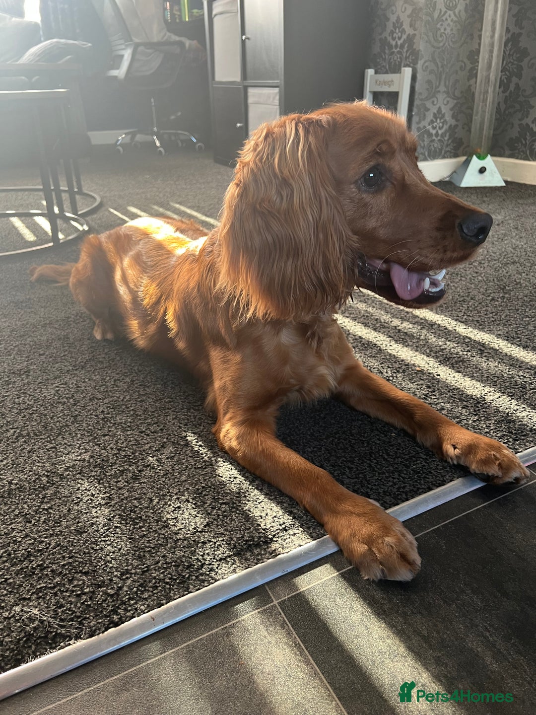 Cocker Spaniel dogs for sale: arlo the cocker spaniel  - Advert 4